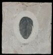 Utaspis Trilobite - Marjum Formation, Utah #22752-1